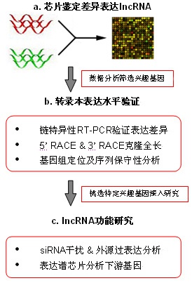 常規lncRNA芯片研究流程