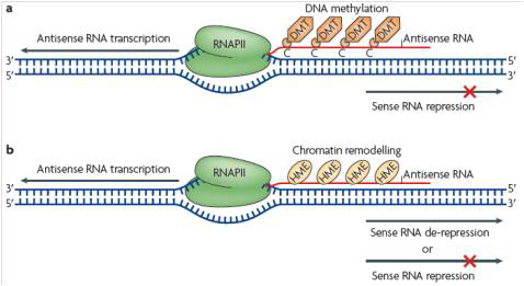 差異antisence LncRNAs與相應mRNAs聯合分析