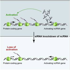 差異Enhancer LncRNAs與相應mRNAs聯合分析