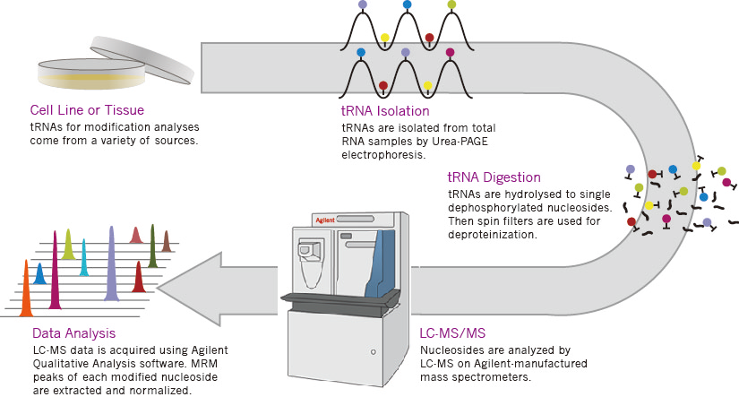 LC-MS tRNA修飾檢測服務流程圖