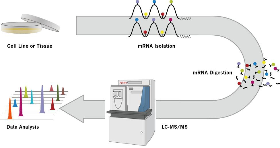 LC-MS mRNA修飾檢測服務流程圖