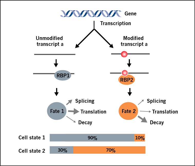 m6A-mRNA&lncRNA表觀轉錄組芯片特點