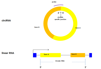 Circular反向剪接位點特異性探針