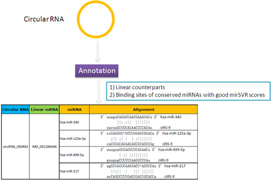 circRNA與保守的miRNA結合位點信息的詳細註釋